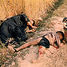 mass murder - My Lai Massacre