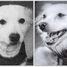 Soviet Space Dogs: Damka and Krasavka returns safe from the space