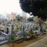 Le cimetière d'Aoyama