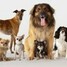 Timeless Companions: Exploring the Enduring Bond Between Dog Breeds and History