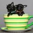 Tiny Paws, Big Price: Unveiling the World of Teacup Dogs and Their Price Tags