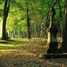 Stary cmentarz (pl)