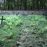 Małastów, cmentarz wojenny nr 66