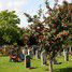 St Ives cemetery