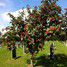 St Ives cemetery