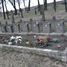 Boniewo, cmentarz wojenny z I i II wojny światowej - Fajsławice III