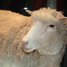 Piedzimst aita Dollija - pirmais klonētais zīdītājs