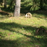 Vormsi cemetery, Vormsi, Estonia