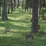 Vormsi cemetery, Vormsi, Estonia