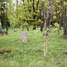 Sigutenai ar Pakruojo žydų kapinės 