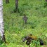 Staburaga pagasts, Dopeļu kapi