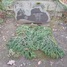 Lavīze Helmane