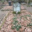 Eduards Kursītis