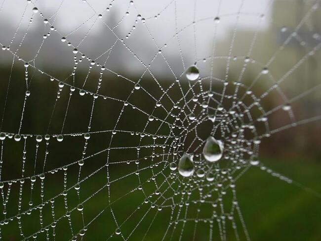 The military operation codenamed "Web"
