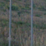 Aronas pagasts, Skāķukalna kapi