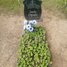 Juris Opuls
